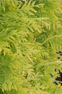 Yellow Ribbon Arborvitae (Thuja Occidentalis) - 3 Gallon Pot -Garden Wisp Sales Store Arborvitae Yellow Ribbon 2