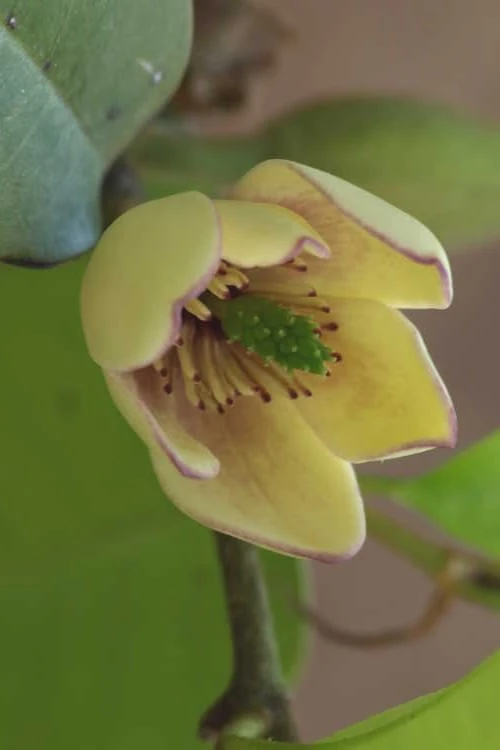 Everblooming Banana Shrub - Michelia Figo 'Hagiwara' - 6 Pack Of 1 Gallon Pots 1 Everblooming Banana Shrub - Michelia Figo 'Hagiwara' - 6 Pack Of 1 Gallon Pots