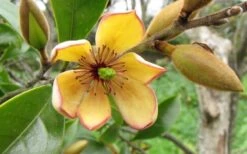 Banana Shrub - 5 Gallon Pot -Garden Wisp Sales Store Banana Shrub Flower Closeup