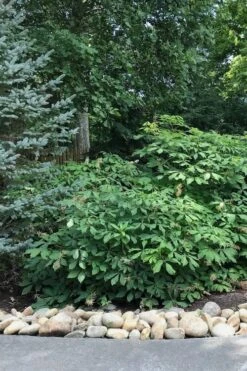 Roger's White Bottlebrush Buckeye (Aesculus Parviflora) - 1 Gallon Pot -Garden Wisp Sales Store Bottlebrush Buckeye White 12 1
