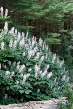 White Bottlebrush Buckeye - Aesculus Parviflora - 3 Gallon Pot -Garden Wisp Sales Store Bottlebrush Buckeye White 7