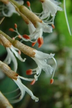 White Bottlebrush Buckeye - Aesculus Parviflora - 3 Gallon Pot -Garden Wisp Sales Store Bottlebrush Buckeye White 8