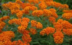 Orange Butterfly Milkweed - Asclepias Tuberosa - 10 Pack Of Quart Pots -Garden Wisp Sales Store Butterfly Weed 10