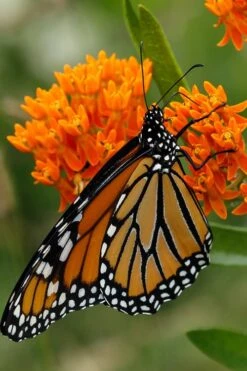 Orange Butterfly Milkweed - Asclepias Tuberosa - 10 Pack Of Quart Pots -Garden Wisp Sales Store Butterfly Weed 12