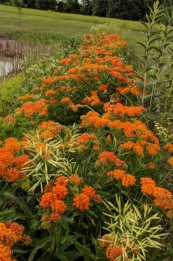Orange Butterfly Milkweed - Asclepias Tuberosa - 10 Pack Of Quart Pots -Garden Wisp Sales Store Butterfly Weed 13