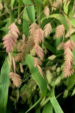 Upland Sea Oats (Chasmanthium Latifolium) - 8 Pack Of 1 Gallon Pots -Garden Wisp Sales Store Chasmanthium 10 1