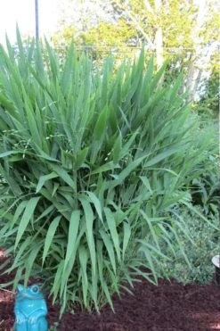 Upland Sea Oats (Chasmanthium Latifolium) - 8 Pack Of 1 Gallon Pots -Garden Wisp Sales Store Chasmanthium Latifolium 1 1