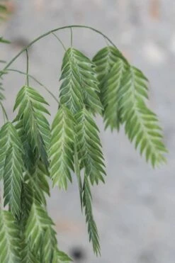 Upland Sea Oats (Chasmanthium Latifolium) - 1 Gallon Pots -Garden Wisp Sales Store Chasmanthium Latifolium 4