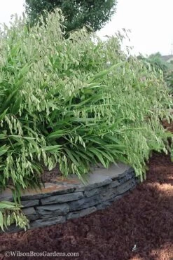 Upland Sea Oats (Chasmanthium Latifolium) - 8 Pack Of 1 Gallon Pots -Garden Wisp Sales Store Chasmanthium Latifolium 6 1