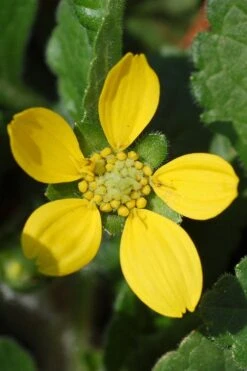 Chrysogonum Green And Gold (Goldenstar) - 10 Pack Of 4" Pots -Garden Wisp Sales Store Chrysogonum virginianum Green And Gold 1