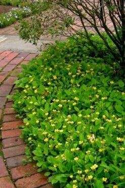 Chrysogonum Green And Gold (Goldenstar) - 10 Pack Of 4" Pots -Garden Wisp Sales Store Chrysogonum virginianum Green And Gold 2