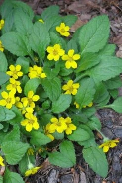 Chrysogonum Green And Gold (Goldenstar) - 10 Pack Of 4" Pots