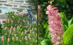Ruby Spice Summersweet (Clethra) - 3 Gallon Pot -Garden Wisp Sales Store Clethra Ruby Spice 2