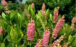Ruby Spice Summersweet (Clethra) - 3 Gallon Pot -Garden Wisp Sales Store Clethra Ruby Spice