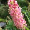 Ruby Spice Summersweet (Clethra) - 3 Gallon Pot