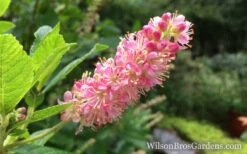 Ruby Spice Summersweet (Clethra) - 3 Gallon Pot -Garden Wisp Sales Store Clethra Ruby Spice Closeup wb