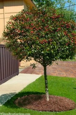 Mayhaw Tree (Crataegus Astivalis) - 5 Gallon Pot 13 Mayhaw Tree (Crataegus Astivalis) - 5 Gallon Pot -Garden Wisp Sales Store Crataegus aestivalis eastern mayhaw tree 10