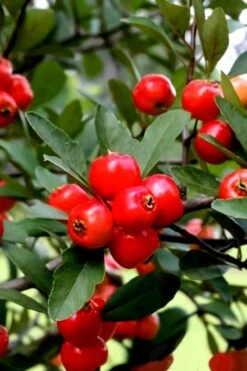 Mayhaw Tree (Crataegus Astivalis) - 5 Gallon Pot 18 Mayhaw Tree (Crataegus Astivalis) - 5 Gallon Pot -Garden Wisp Sales Store Crataegus aestivalis eastern mayhaw tree 3