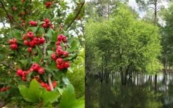 Mayhaw Tree (Crataegus Astivalis) - 5 Gallon Pot 15 Mayhaw Tree (Crataegus Astivalis) - 5 Gallon Pot -Garden Wisp Sales Store Crataegus aestivalis eastern mayhaw tree 4