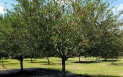 Mayhaw Tree (Crataegus Astivalis) - 5 Gallon Pot 17 Mayhaw Tree (Crataegus Astivalis) - 5 Gallon Pot -Garden Wisp Sales Store Crataegus aestivalis eastern mayhaw tree 5