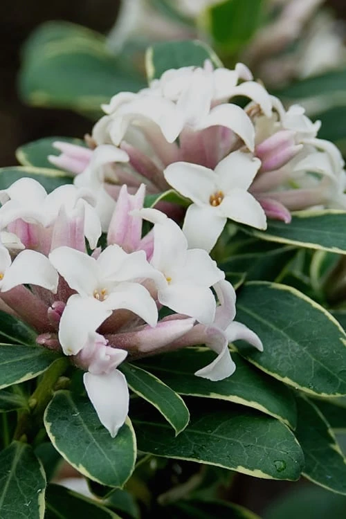 Summer Ice Daphne - 5 Gallon Pot 1 Summer Ice Daphne - 5 Gallon Pot