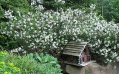 Summer Ice Daphne - 2 Gallon Pot -Garden Wisp Sales Store Daphne Summer Ice 4