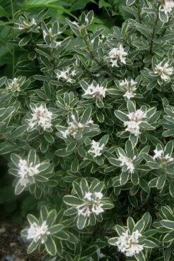 Summer Ice Daphne - 5 Gallon Pot 9 Summer Ice Daphne - 5 Gallon Pot -Garden Wisp Sales Store Daphne Summer Ice 6 1