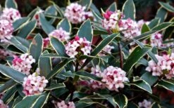 Variegated Pink Winter Daphne - 3 Gallon Pot -Garden Wisp Sales Store Daphne odora Aureo Marginata