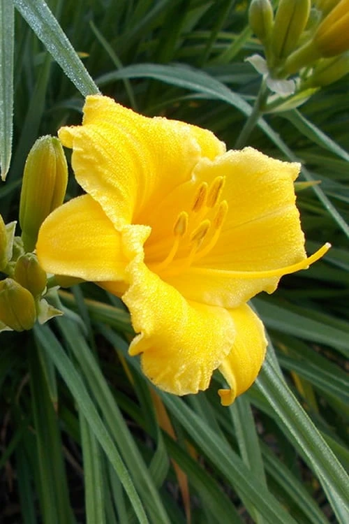 Evergreen Stella Daylily - 1 Gallon Pot 4 Evergreen Stella Daylily - 1 Gallon Pot - Image 4