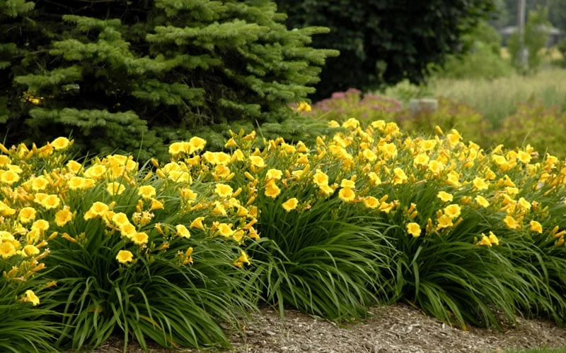 Evergreen Stella Daylily - 1 Gallon Pot 5 Evergreen Stella Daylily - 1 Gallon Pot - Image 5
