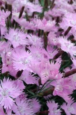 Bath's Pink Dianthus - 5 Pack Of Quart Pots -Garden Wisp Sales Store Dianthus Baths Pink 10