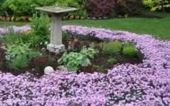 Bath's Pink Dianthus - 5 Pack Of Quart Pots -Garden Wisp Sales Store Dianthus Baths Pink 7