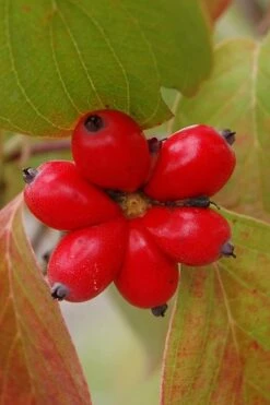 Ragin' Red Dogwood Tree - 5 Gallon Pot -Garden Wisp Sales Store Dogwood Cherokee Chief 8