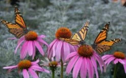 Purple Coneflower (Echinacea) - 1 Gallon Pot -Garden Wisp Sales Store Echinacea purpurea Purple Coneflower 15