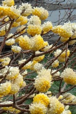 Edgeworthia Chrysantha - Paper Bush - 1 Gallon Pot -Garden Wisp Sales Store Edgeworthia 4 500x700 2