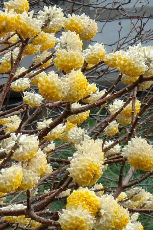 Edgeworthia Chrysantha Paper Bush - 7 Gallon Pot 6 Edgeworthia Chrysantha Paper Bush - 7 Gallon Pot - Image 6