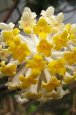 Edgeworthia Chrysantha Paper Bush - 7 Gallon Pot 25 Edgeworthia Chrysantha Paper Bush - 7 Gallon Pot -Garden Wisp Sales Store Edgeworthia BS 2