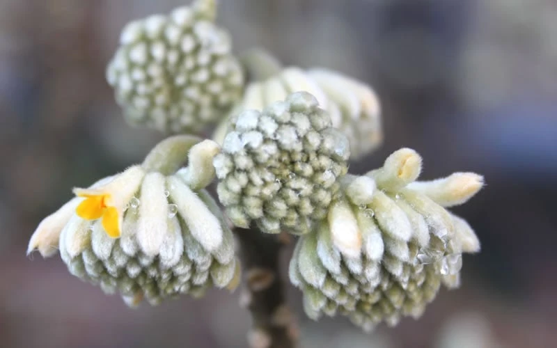 Edgeworthia Chrysantha Paper Bush - 7 Gallon Pot 10 Edgeworthia Chrysantha Paper Bush - 7 Gallon Pot - Image 10