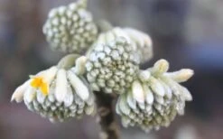 Winter Gold Edgeworthia Chrysantha - Paper Bush - 5 Gallon Pot -Garden Wisp Sales Store Edgeworthia Flower Buds