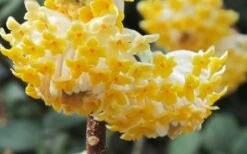 Winter Gold Edgeworthia Chrysantha - Paper Bush - 5 Gallon Pot -Garden Wisp Sales Store Edgeworthia Paper Bush