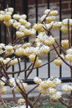Snow Cream Edgeworthia Paper Bush - 5 Gallon 10 Snow Cream Edgeworthia Paper Bush - 5 Gallon -Garden Wisp Sales Store Edgeworthia Snow Cream 4