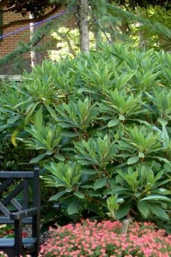 Snow Cream Edgeworthia Paper Bush - 5 Gallon 9 Snow Cream Edgeworthia Paper Bush - 5 Gallon -Garden Wisp Sales Store Edgeworthia Snow Cream 7