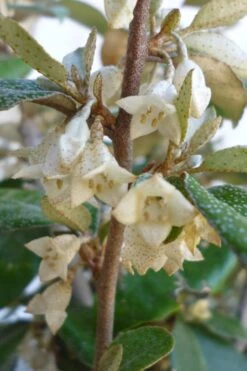 Glen St. Mary Silverberry (Elaeagnus Pungens) - 7 Gallon Pot 9 Glen St. Mary Silverberry (Elaeagnus Pungens) - 7 Gallon Pot -Garden Wisp Sales Store Elaeagnus Glen St Mary Flowers