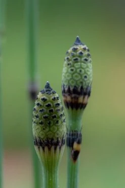 Horsetail Reed Grass - Equisetum Hyemale - 1 Gallon Pot -Garden Wisp Sales Store Equisetum Hymale 12