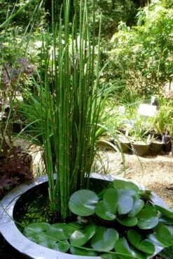 Horsetail Reed Grass - Equisetum Hyemale - 1 Gallon Pot -Garden Wisp Sales Store Equisetum Hymale 14