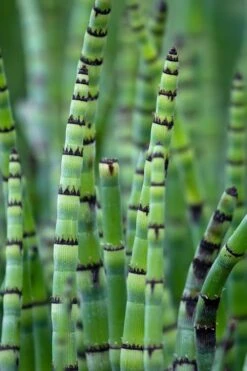 Horsetail Reed Grass - Equisetum Hyemale - 1 Gallon Pot -Garden Wisp Sales Store Equisetum Hymale 15