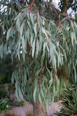 Angus Cold Hardy Eucalyptus Tree (Eucalyptus Nicholii) - Quart Pot -Garden Wisp Sales Store Eucalyptus Angus 15 3