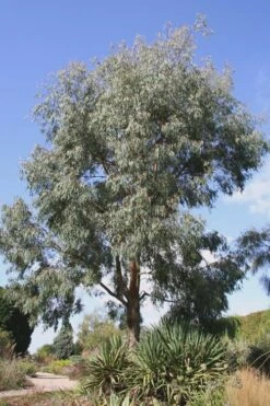 Angus Cold Hardy Eucalyptus Tree (Eucalyptus Nicholii) - 1 Gallon Pot 14 Angus Cold Hardy Eucalyptus Tree (Eucalyptus Nicholii) - 1 Gallon Pot -Garden Wisp Sales Store Eucalyptus Angus 16 4
