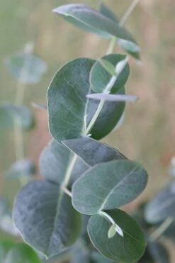 Big O Cold Hardy Eucalyptus Tree (Eucalyptus Neglecta) - 5 Gallon Pot (4-5') -Garden Wisp Sales Store Eucalyptus Big O 3 500x750 1