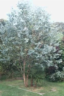 Big O Cold Hardy Eucalyptus Tree (Eucalyptus Neglecta) - 1 Gallon Pot -Garden Wisp Sales Store Eucalyptus Big O 5 500x750 6